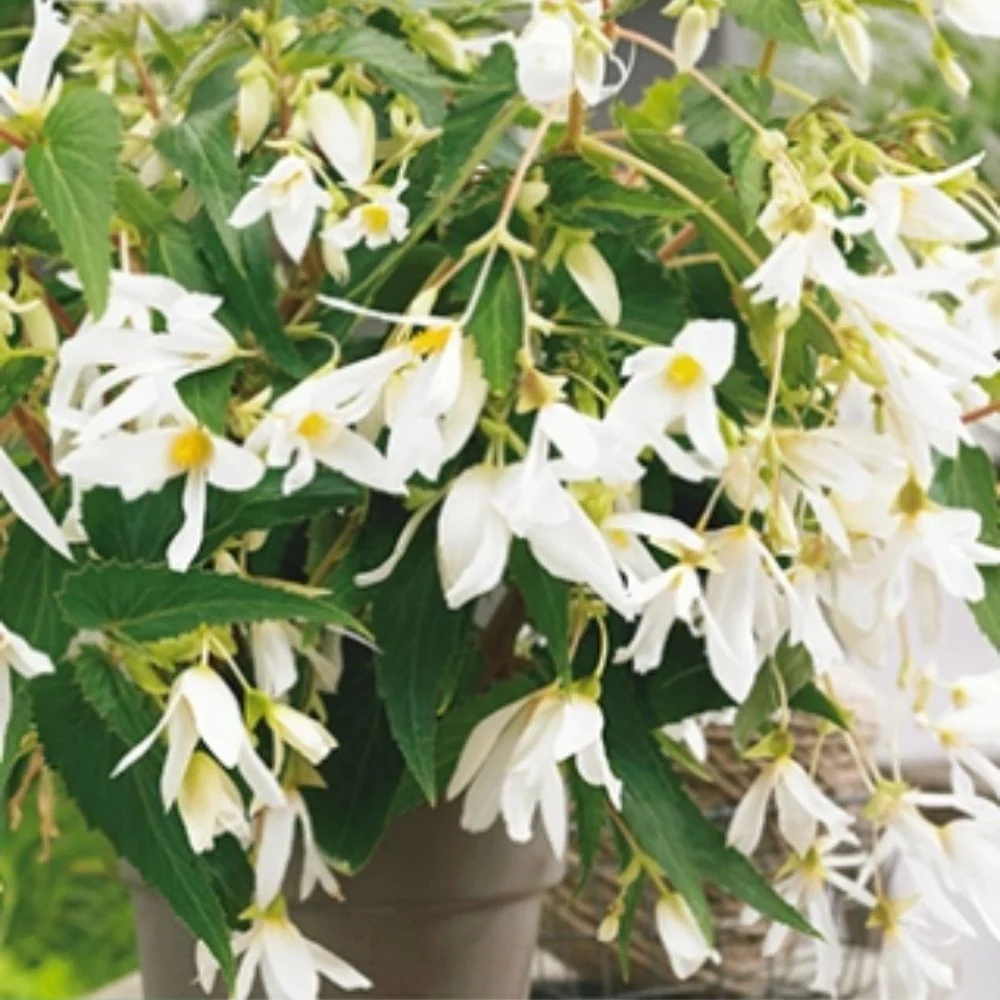 Hvit Skaugumbegonia ‘Santa Barbara’ – Luksuriøs knollbegonia med doble blomster (1 knoll)