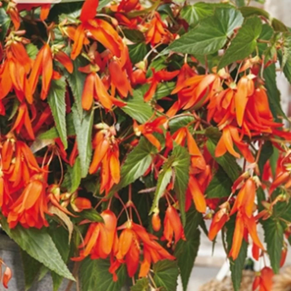 Rød Skaugumbegonia ‘Santa Cruz’ – Hengende begonia med kraftig rød blomstring (1 knoll)