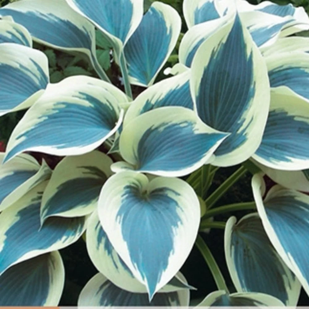 Bladlilje ‘Blue Ivory’ (Hosta) – 1 barrotsstaude | Kremhvite kanter