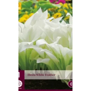 Bladlilje ‘Hosta White Feather’ | 1 barrotsstaude
