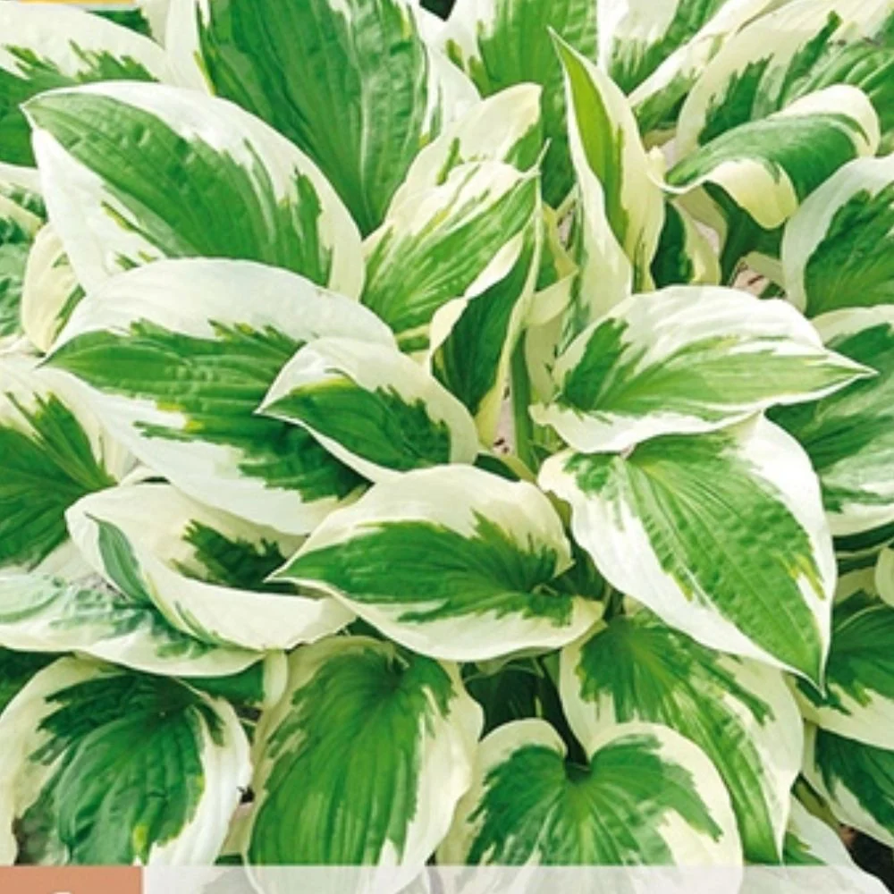 Bladlilje ‘Patriot’ (Hosta) – 1 barrotsstaude | Kremhvit kant