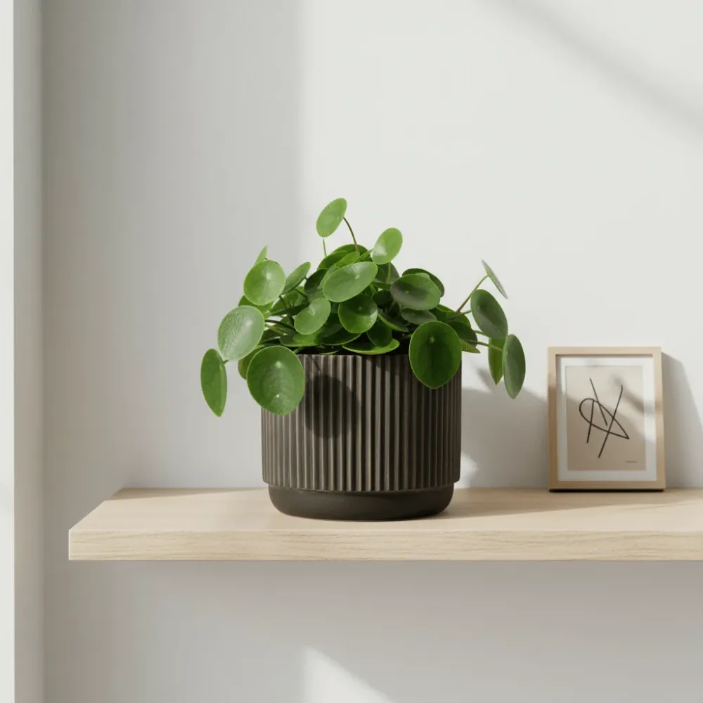 Blomsterpotte Keramikk Svart/Brun Liten