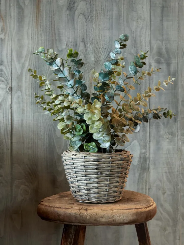 Flora Eucalyptus 50 cm