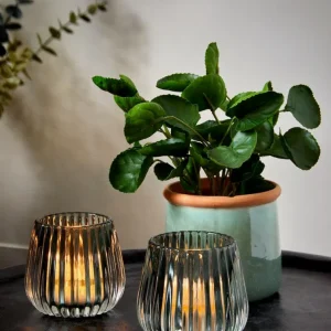Flora Pilea