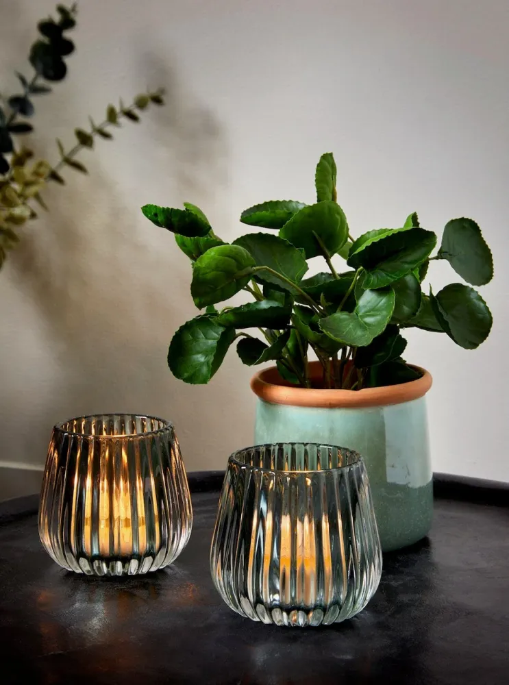 Flora Pilea