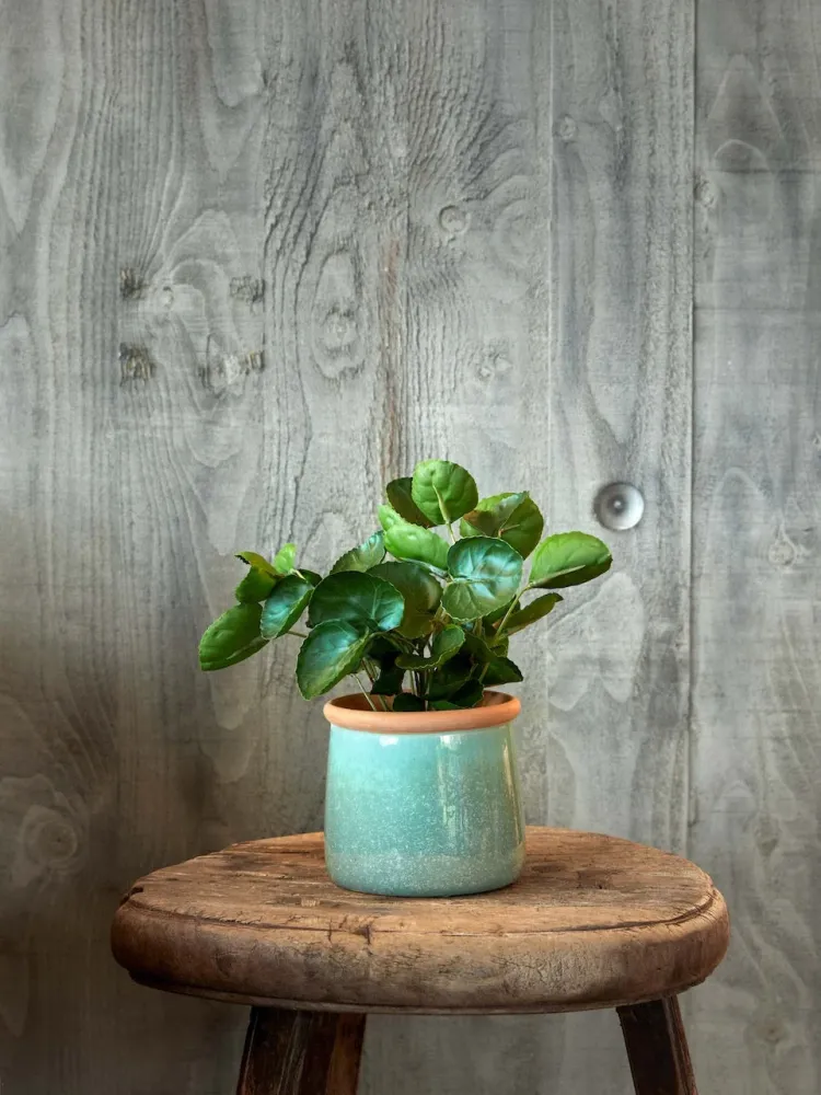 Flora Pilea