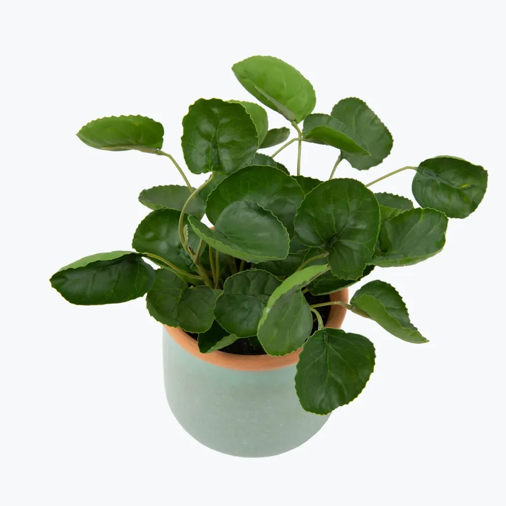 Flora Pilea