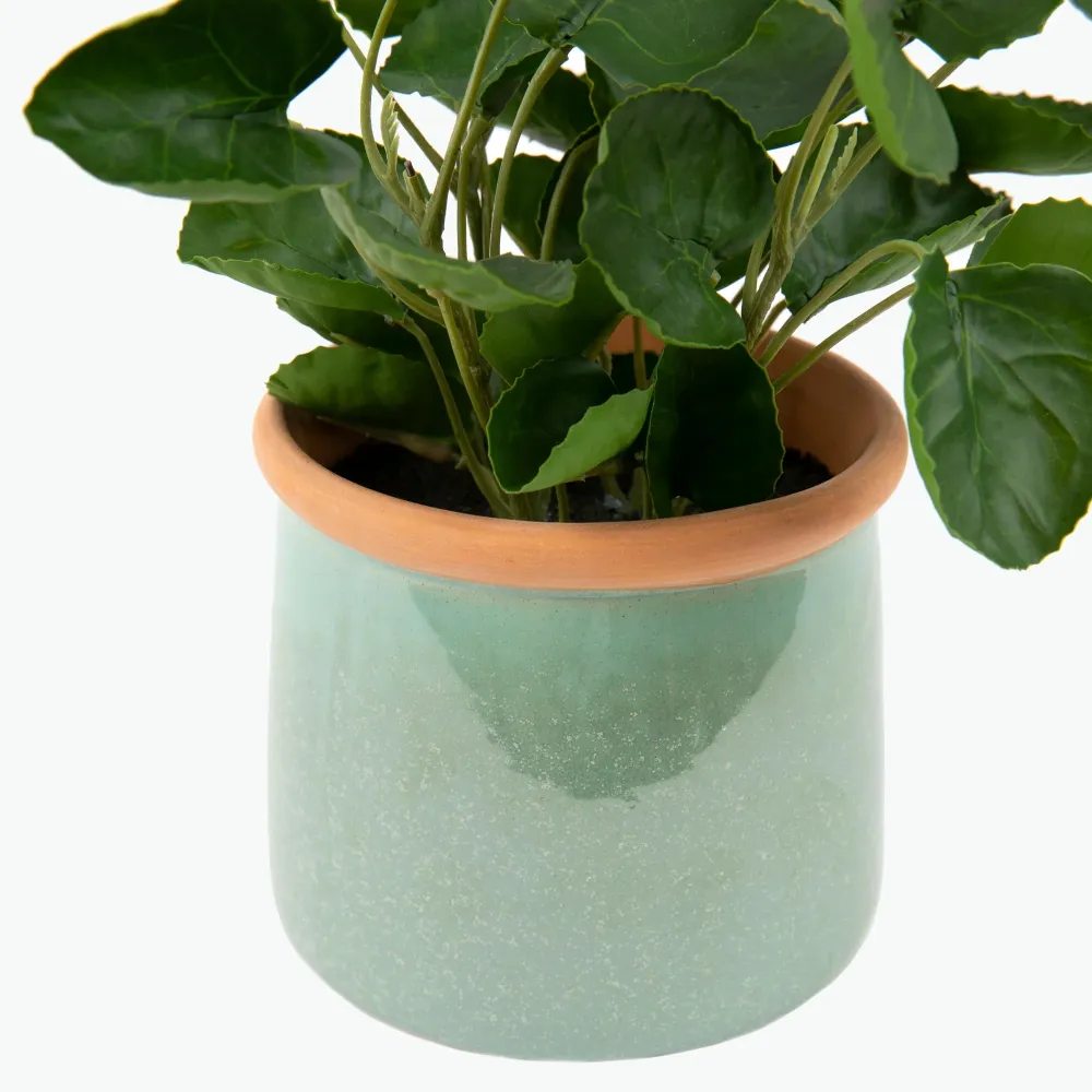 Flora Pilea
