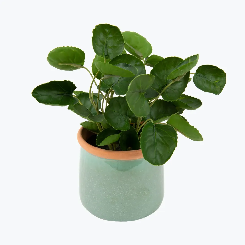 Flora Pilea