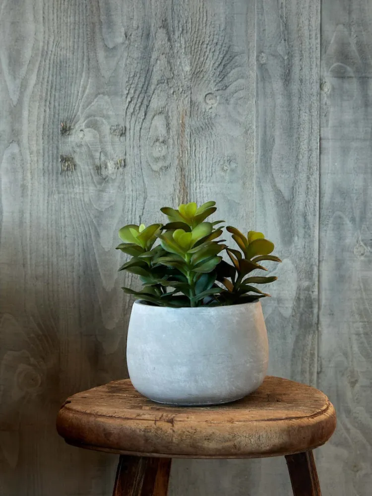 Flora sukkulent
