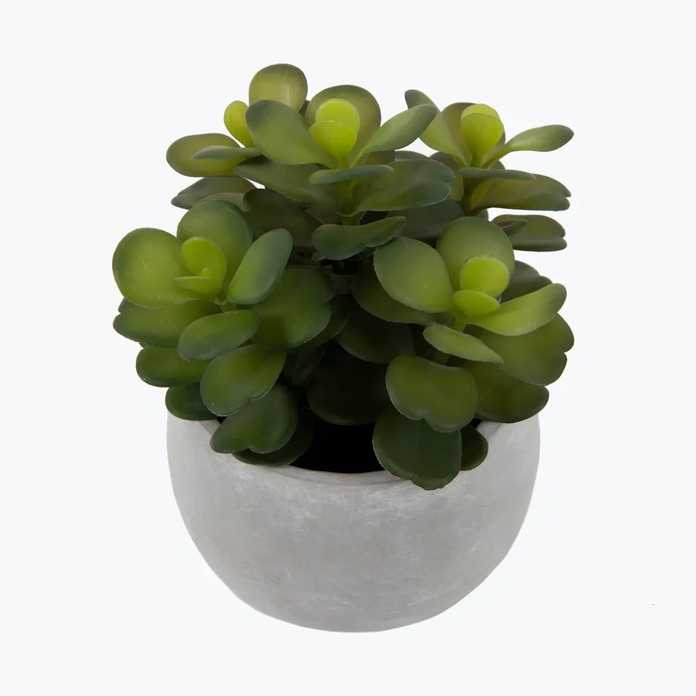 Flora sukkulent