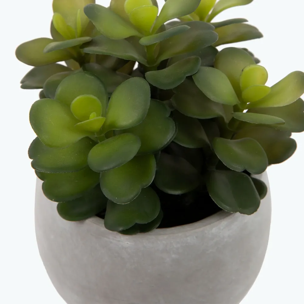 Flora sukkulent