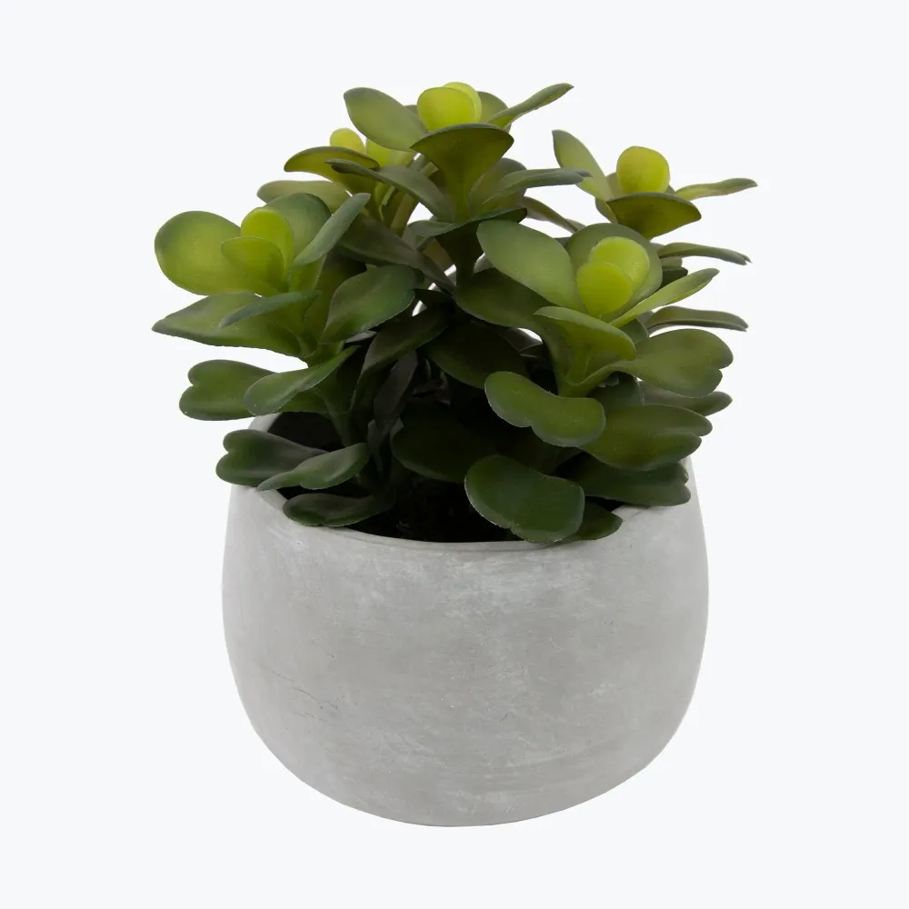 Flora sukkulent