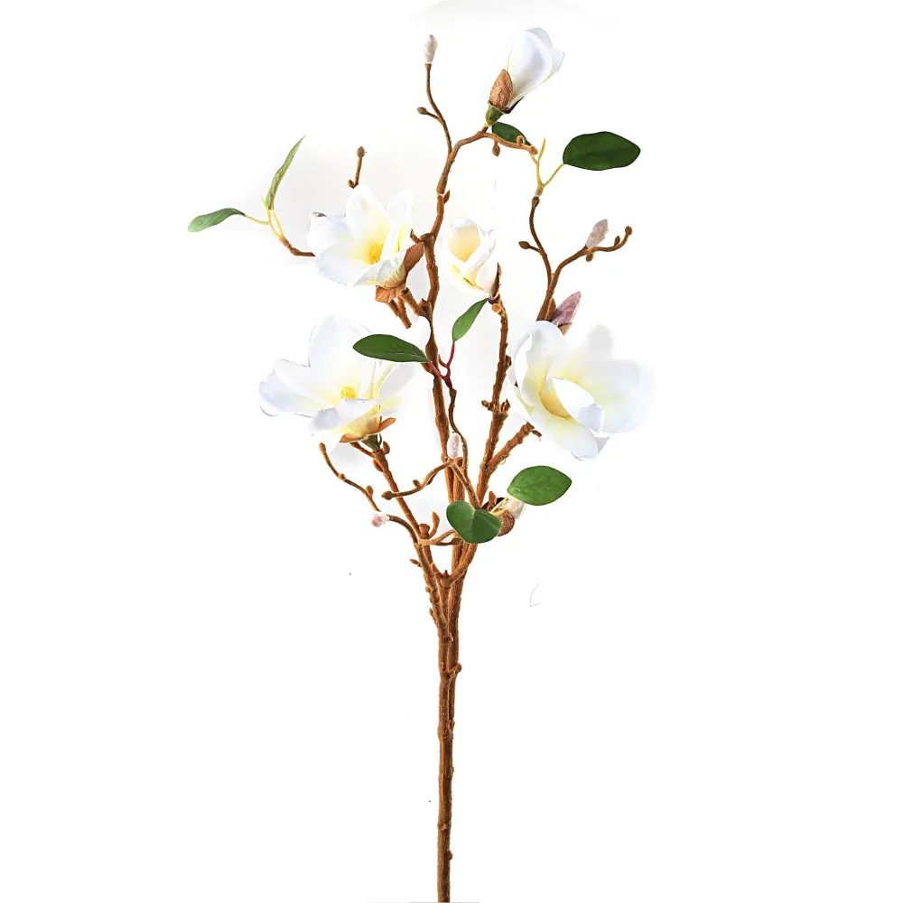 Magnoliagren hvit