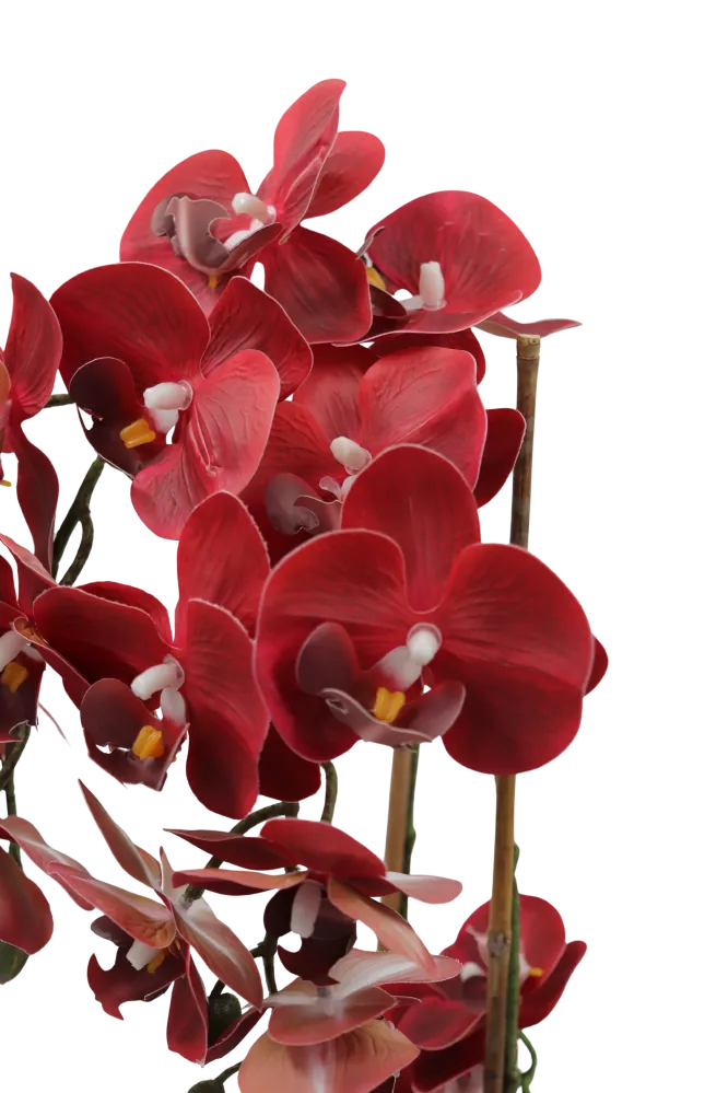 Orchid burgunder 47 cm m/svart potte