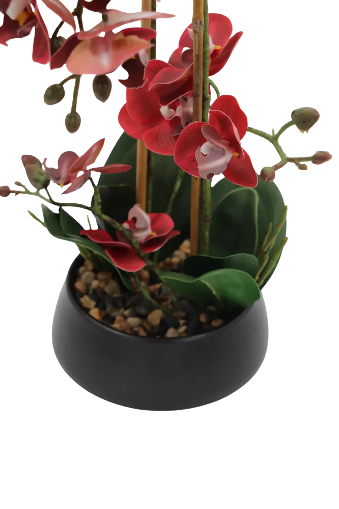 Orchid burgunder 47 cm m/svart potte