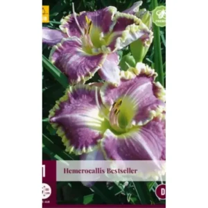 Daglilje (Hemerocallis) ‘Bestseller’ | 1 barrotsstaude
