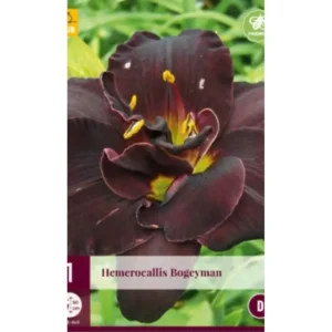 Daglilje (Hemerocallis) ‘Bogeyman’ | 1 barrotsstaude