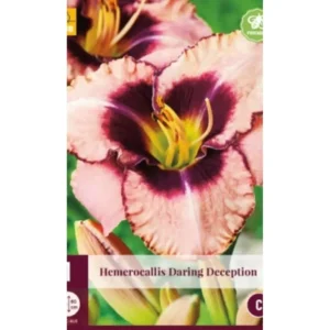 Daglilje (Hemerocallis) 'Daring Deception' | 1 barrotsstaude