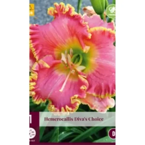 Daglilje (Hemerocallis) ‘Diva’s Choice’ | 1 barrotsstaude