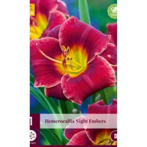 Daglilje (Hemerocallis) ‘Night Embers’ | 1 barrotsstaude