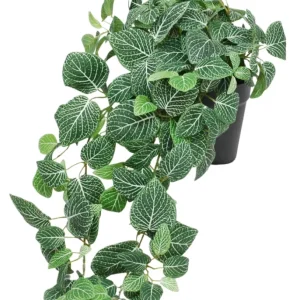 Kunstig Hengeplante Fittonia Grønnhvit i Potte UV 60cm