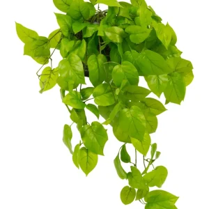 Kunstig Pothos Busk Deluxe UV 90cm