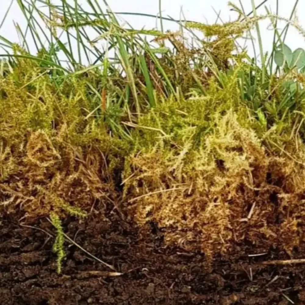 Anti Moss og Reverde Natural Mineravi Lawn