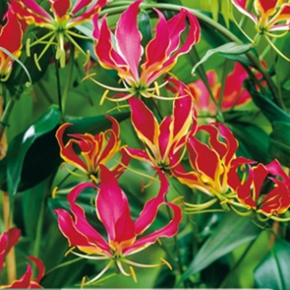 Gloriosa ‘Rothschildiana’ – Eksotisk klatreplante med flammeformede rød-gule blomster (1 knoll)