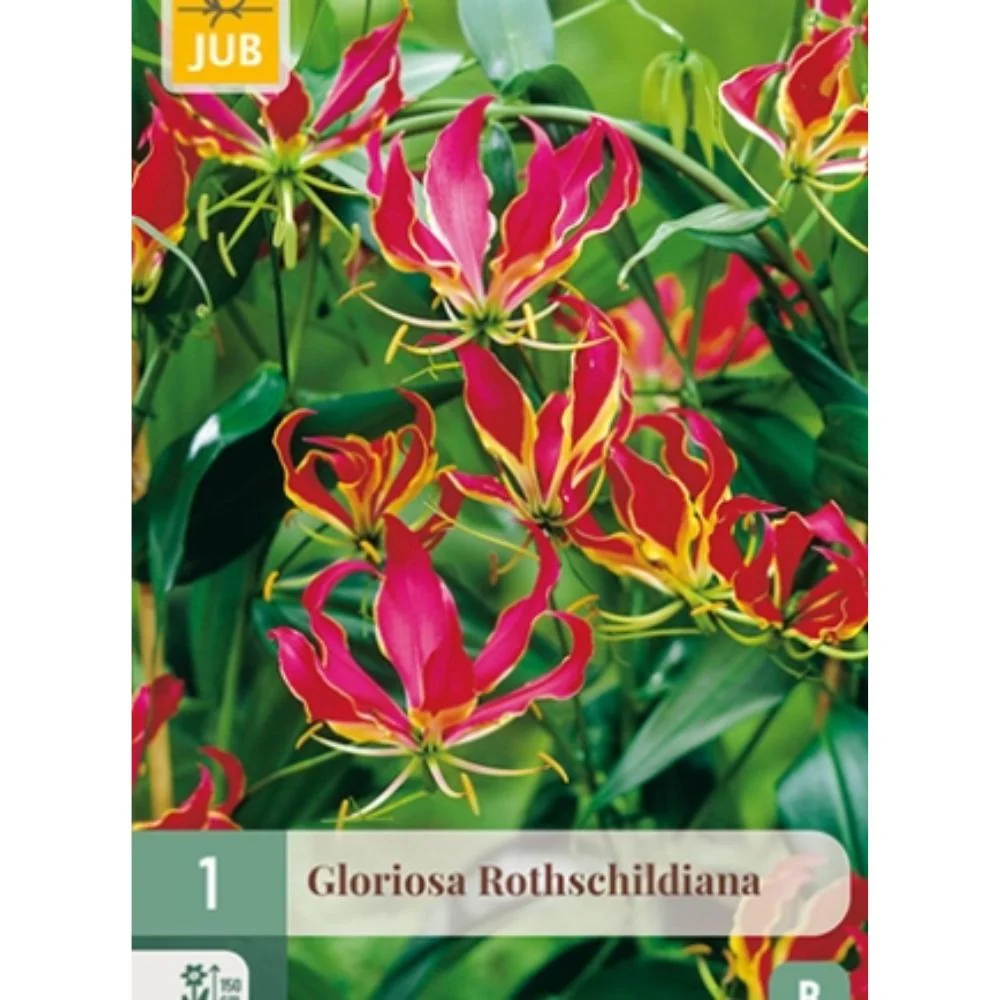 Gloriosa ‘Rothschildiana’ – Eksotisk klatreplante med flammeformede rød-gule blomster (1 knoll)