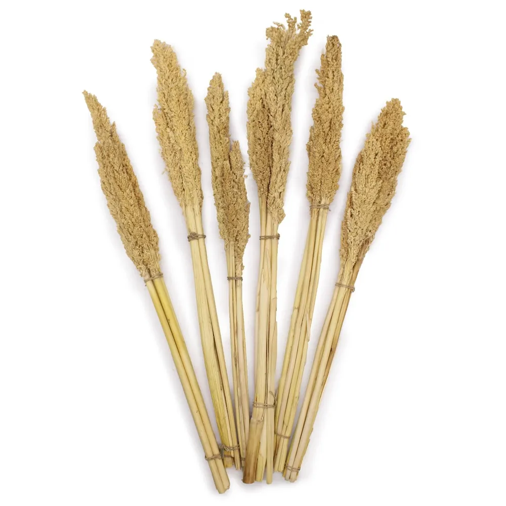 Tørket kantgressbunt, naturlig sett med 6