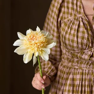 Dahlia – Cream