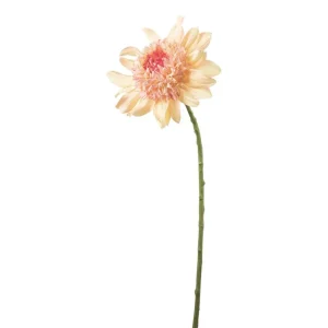 Dahlia – Fersken