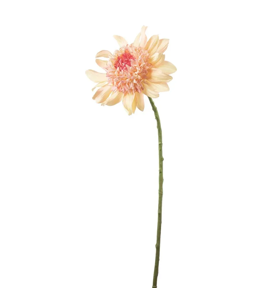 Dahlia – Fersken
