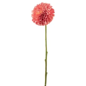 Dahlia – Mørk Fersken