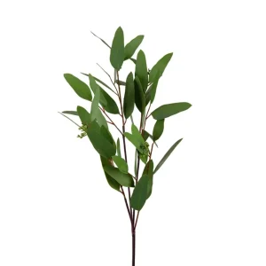 Eucalyptus
