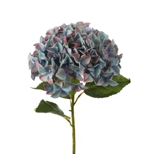 Hortensia