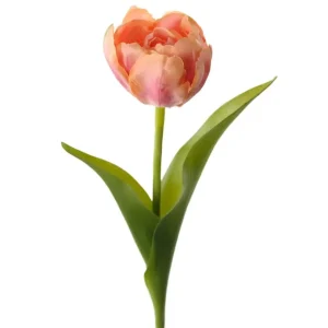 Tulipan – Aprikos