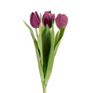 Tulipan - Burgunder