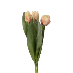 Tulipan - Fersken