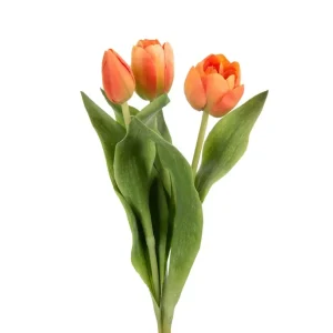 Tulipan - Orange