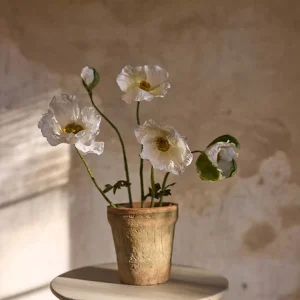 Valmue i potte - Cream