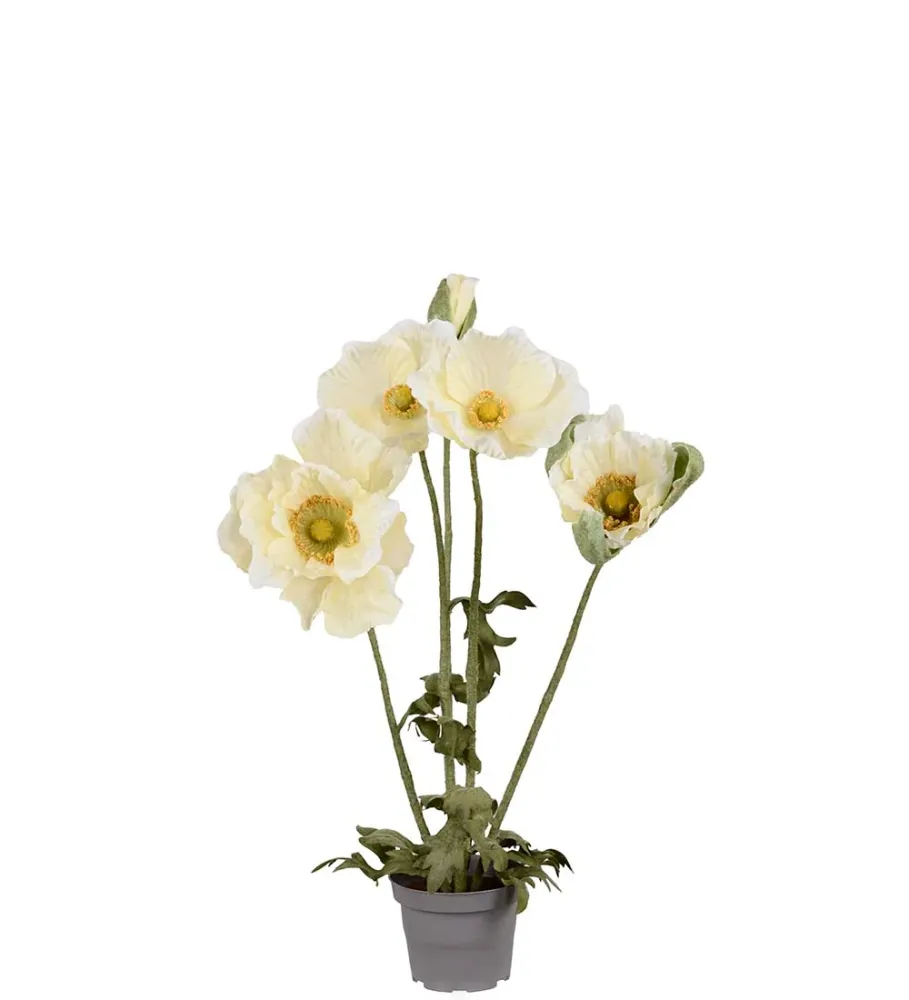Valmue i potte - Cream