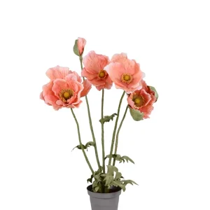 Valmue i potte - Rosa