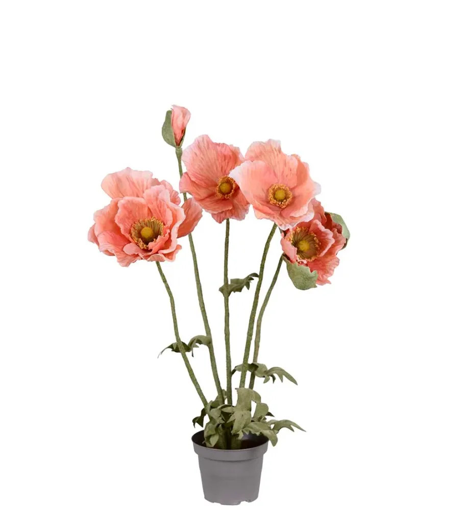 Valmue i potte - Rosa