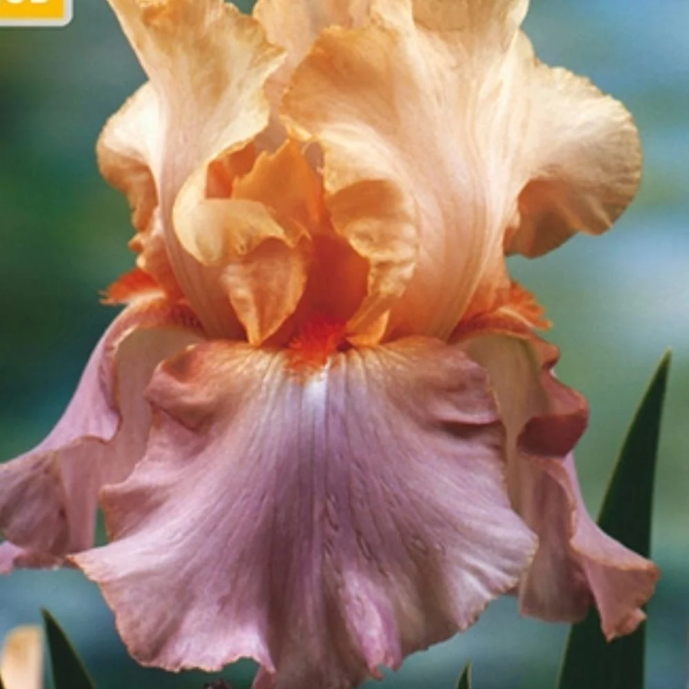 Hageiris ‘Crazy You’ – 1 barrotsstaude | Bølgete irisblomster