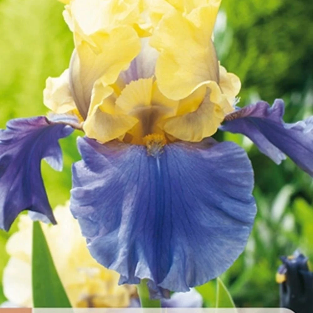 Hageiris ‘Edith Wolford’ – 1 barrotsstaude | Gul og fiolett iris
