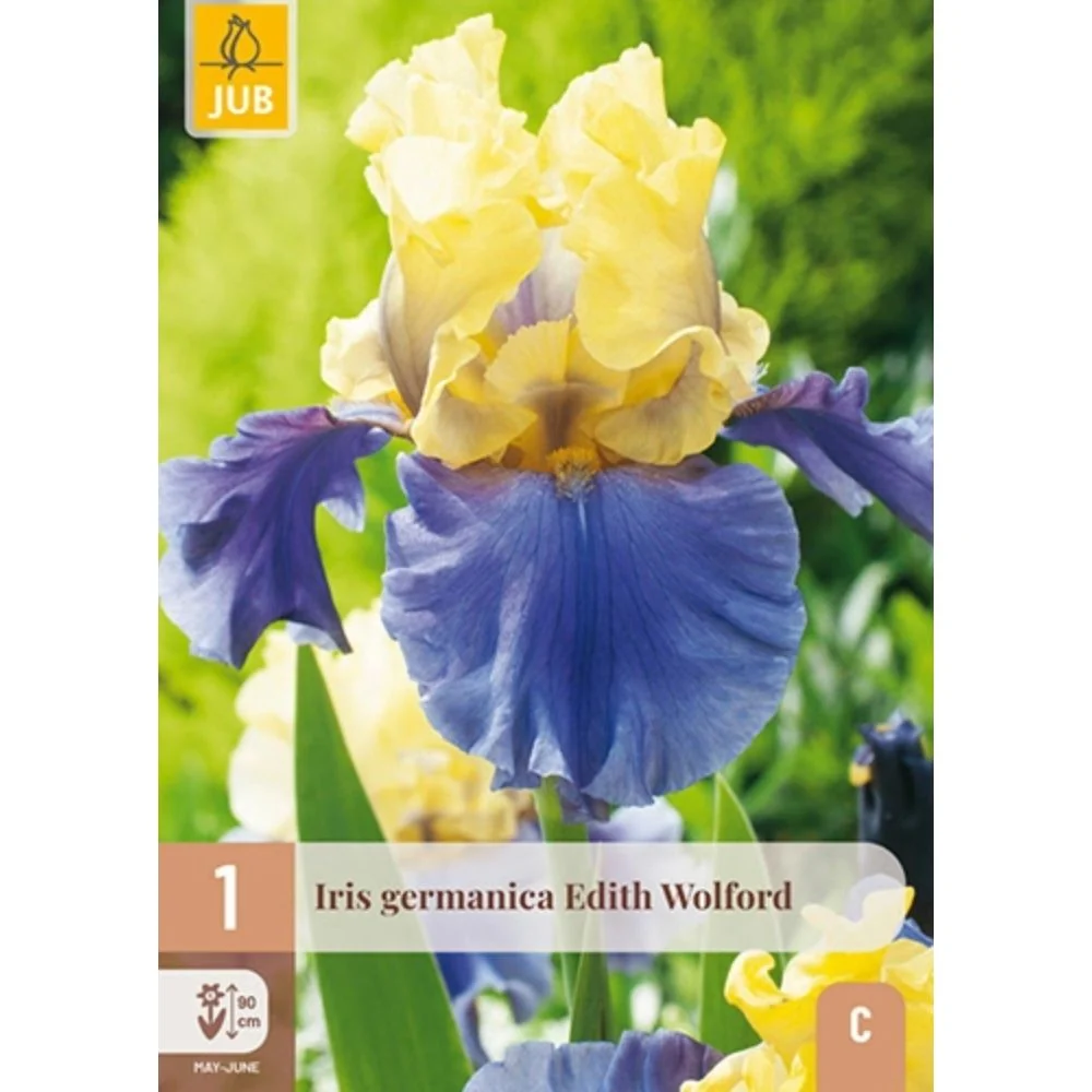 Hageiris ‘Edith Wolford’ – 1 barrotsstaude | Gul og fiolett iris