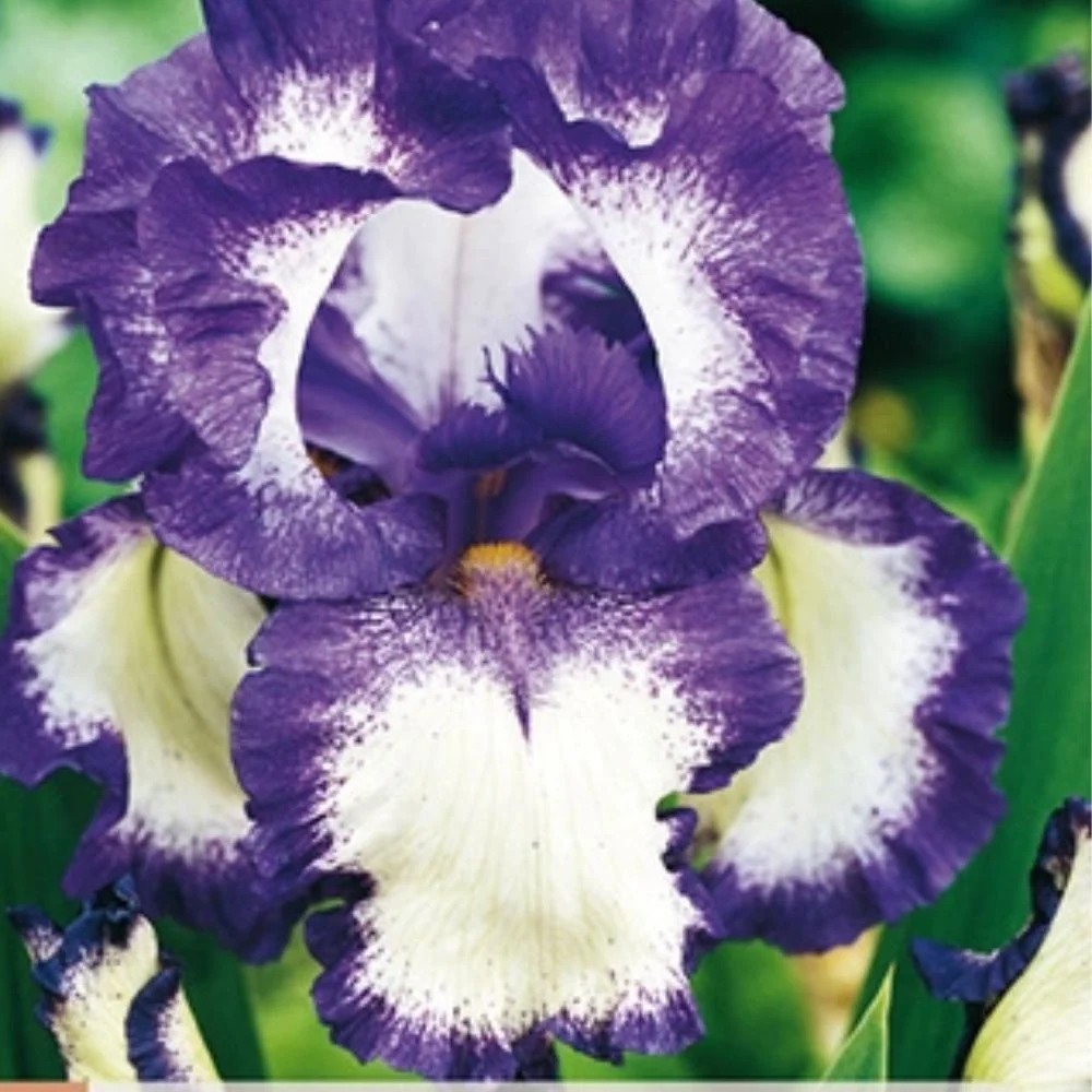 Hageiris ‘Loop Loop’ – 1 barrotsstaude | Flerfarget iris med bølgete blomster
