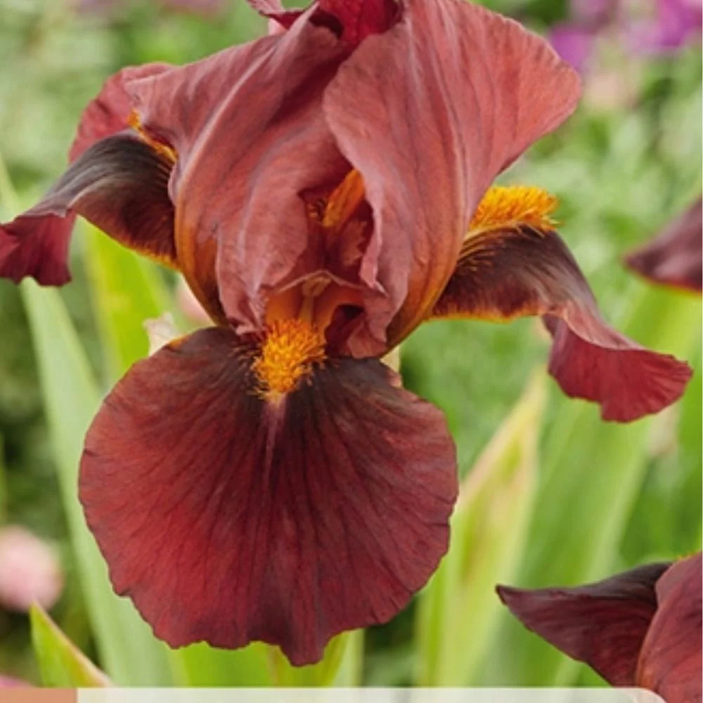 Hageiris ‘Red Zinger’ – 1 barrotsstaude | Intens rød iris
